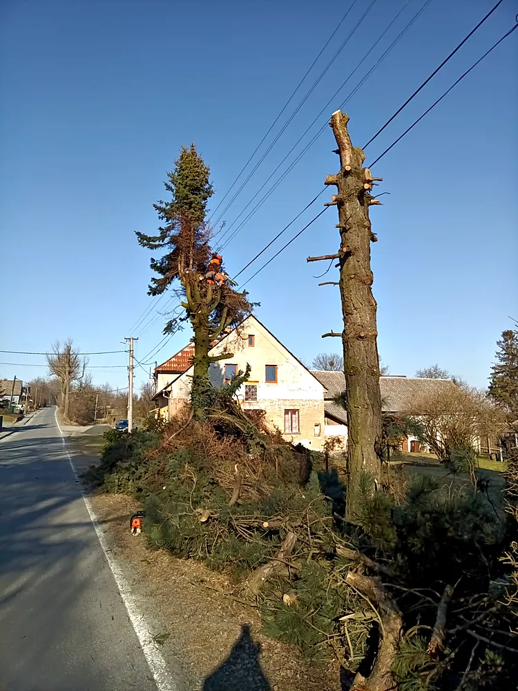Postupné kácení smrku u&nbsp;silnice lezeckou technikou — KALAMEX, s.r.o.