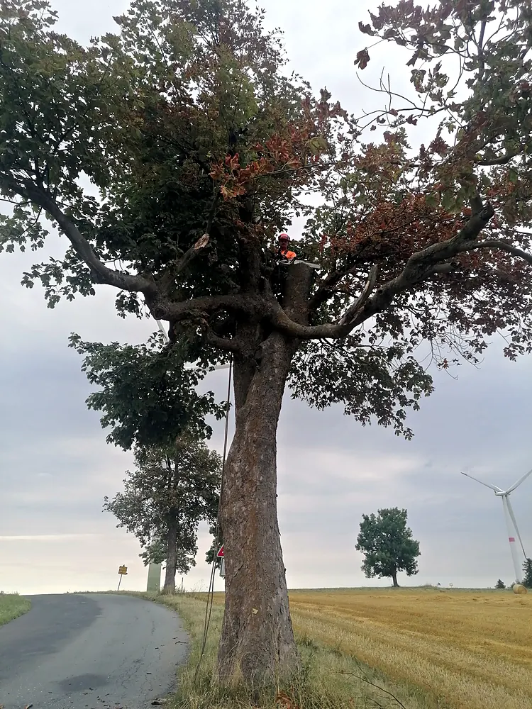 Práce v&nbsp;koruně stromu u&nbsp;silnice — KALAMEX, s.r.o.