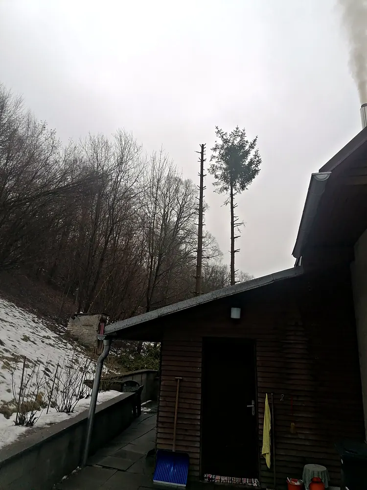 Odvětvený smrk u&nbsp;domu před postupným kácením — KALAMEX, s.r.o.
