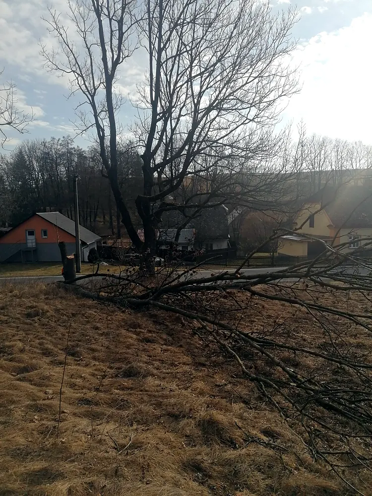 Pokácený strom a&nbsp;větve na louce — KALAMEX, s.r.o.