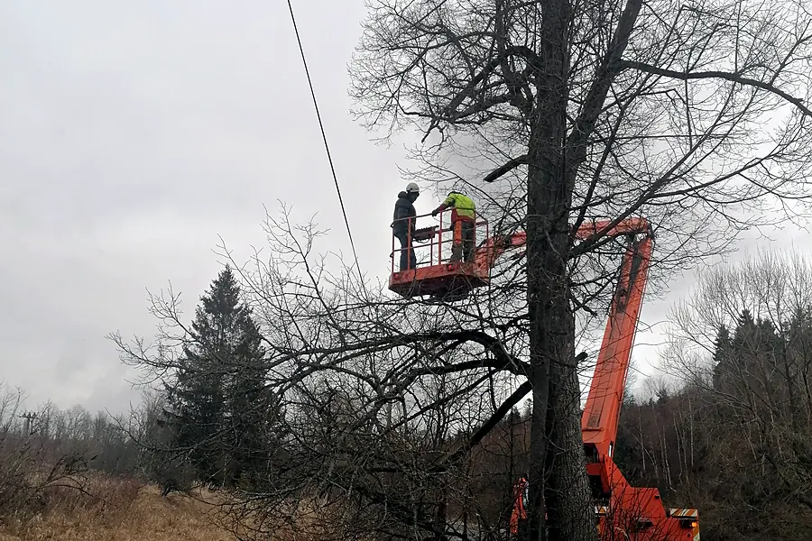 Kácení vzrostlého stromu u&nbsp;vedení z&nbsp;pracovní plošiny — KALAMEX, s.r.o.