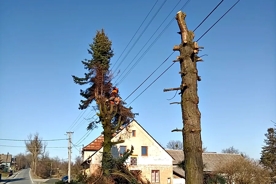 Postupné kácení smrku u&nbsp;silnice lezeckou technikou — KALAMEX, s.r.o.