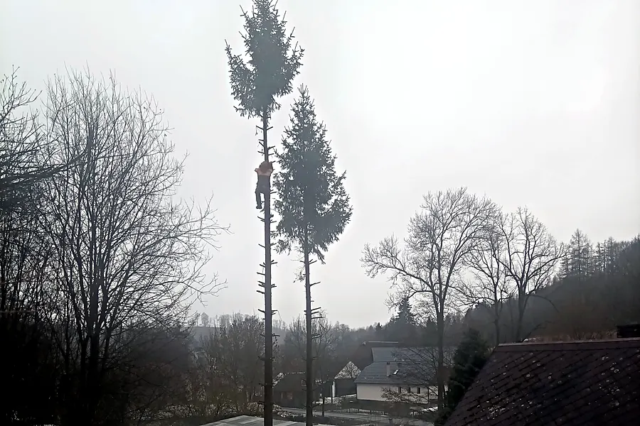 Postupné odstraňování smrků lezeckou technikou — KALAMEX, s.r.o.