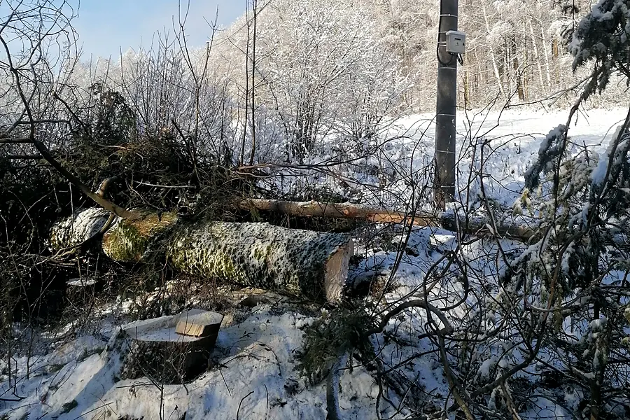 Pokácené kmeny a&nbsp;pařez u&nbsp;sloupu vedení v&nbsp;zimě — KALAMEX, s.r.o.