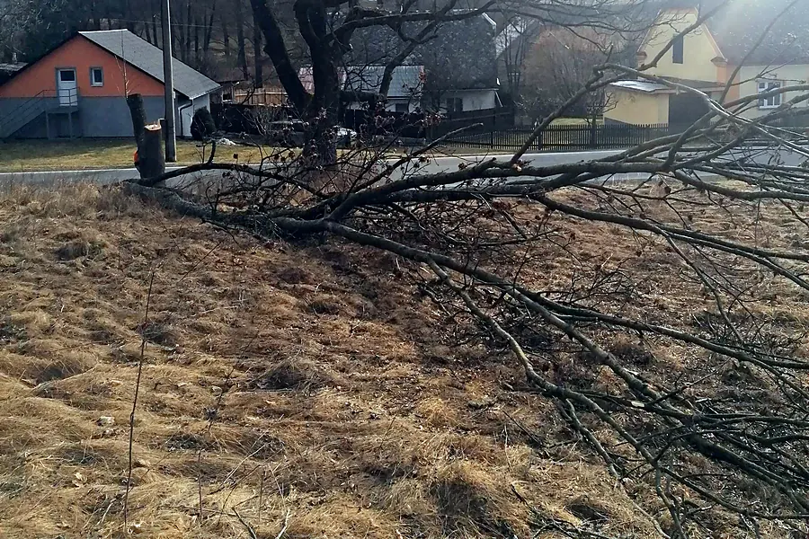 Pokácený strom a&nbsp;větve na louce — KALAMEX, s.r.o.
